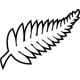 New Zealand World Cup 2026 Women